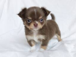 10týdenní štěňata čivavy hledají milující domov