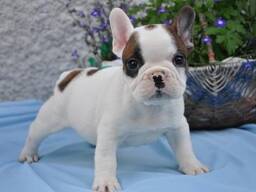 AKC kvalitě k adopci zdarma!!!. Napište nám na WhatsApp: