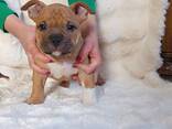 American bully - фото 3