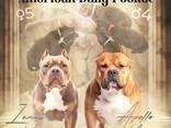 American bully - фото 8