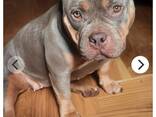 American bully - фото 9