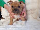 American bully - фото 2