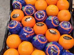 Апельсин SPIRIT