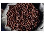 Bake material Natural wholesale price dried Raw Cocoa Beans coco bean for sale - фото 1