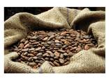 Bake material Natural wholesale price dried Raw Cocoa Beans coco bean for sale - фото 3