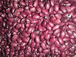 Beans White and Red 7-8 mm