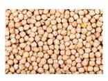 Best Quality Hot Sale Price Organic Dried Chickpeas - photo 3