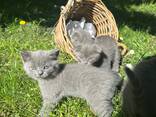 Британские котята - photo 2