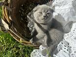 Британские котята - photo 3