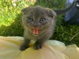 Британские котята - photo 4