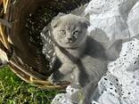 Британские котята - photo 8