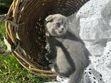Британские котята - photo 9