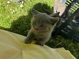 Британские котята - photo 10
