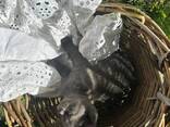 Британские котята - photo 11