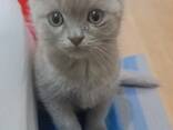 Britský koťátka čekají své rodiny - фото 1
