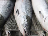 High quality wholesale seafood fresh Salmon fish, Factory Price Frozen Salmon Fish Fillets - фото 1