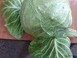 Cabbage from Uzbekistan - photo 2