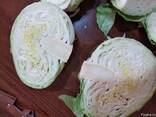 Cabbage from Uzbekistan - photo 3