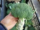 Cabbage from Uzbekistan - photo 7