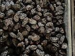 Чернослив - фото 3