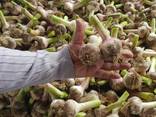 Чеснок на экспорт/ Garlic for Export - фото 3