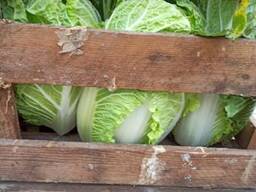 Chinese cabbage (origin - Poland)