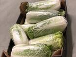 Chinese cabbage / Poland - фото 1