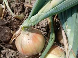 Cibule, odrůda Tenesa, Sibiř.