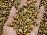 Výroba kávových zrn – zelená zrna komerční odrůdy Arabica - photo 2