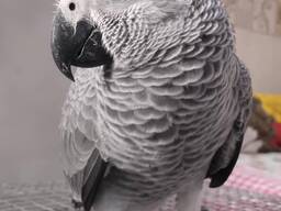 Congo African Grey Available