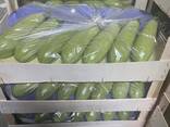 Цукини - фото 3