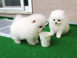 Dvě úžasná štěňata pomeraniana T-Cup. Napište nám na WhatsApp: