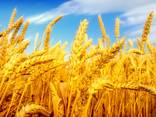 Экспорт зерно масло фуражное ячмень кукуруза мука пшеница - фото 1