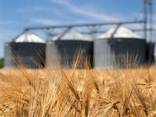Экспорт зерно масло фуражное ячмень кукуруза мука пшеница - фото 2