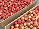 Export Apples / Red Prince / Champion / Golden / Mutsu / Jonagored