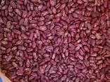 Фасоль на экспорт/ Beans for Export - фото 1