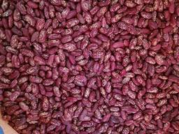 Фасоль на экспорт/ Beans for Export