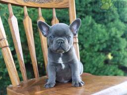 Francouzský buldoček s pp