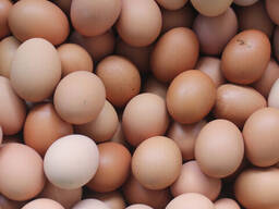 Fresh Chicken Eggs/ White and Brown Chicken Eggs/ Fresh Farm Table eggs for sale