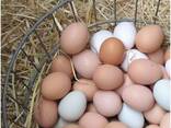 Fresh Chicken Eggs/ White and Brown Chicken Eggs/ Fresh Farm Table eggs for sale - photo 1