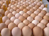 Fresh Chicken Eggs/ White and Brown Chicken Eggs/ Fresh Farm Table eggs for sale - photo 3