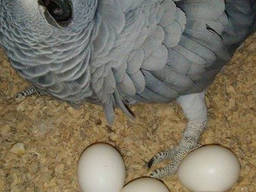 Fresh Parrot Fertile Eggs and Parrots For Sale