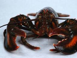 Fresh Quality Frozen Lobster Wholesale Lobsters Suppliers, Lobsters Exporters