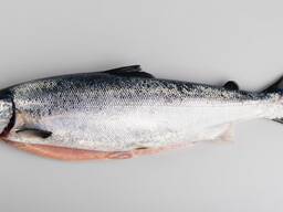 Čerstvý celý losos