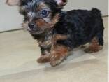 Friendly Teacup Yorkie Puppies For Adoption - photo 1