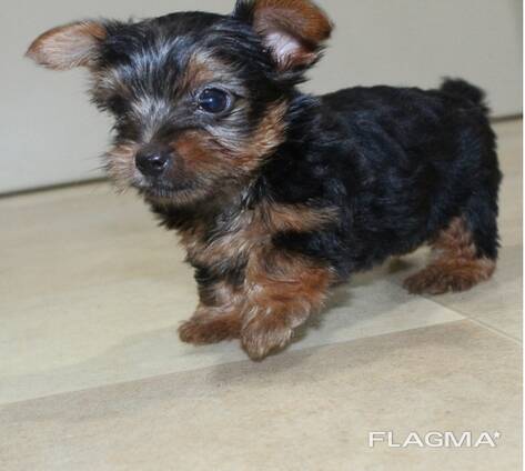 Friendly Teacup Yorkie Puppies For Adoption