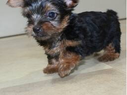 Friendly Teacup Yorkie Puppies For Adoption