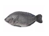 Frozen Tilapia Fish / fish that has a savory taste without scales and guts. - photo 2