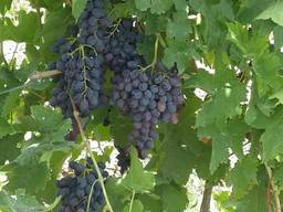 Grape for Export/ Виноград на экспорт