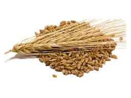 High Quality Barley Grains For Malt | Barley For Animal Feed Available For Sale